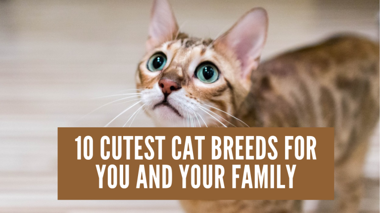 10 Cutest Cat Breeds for You and Your Family