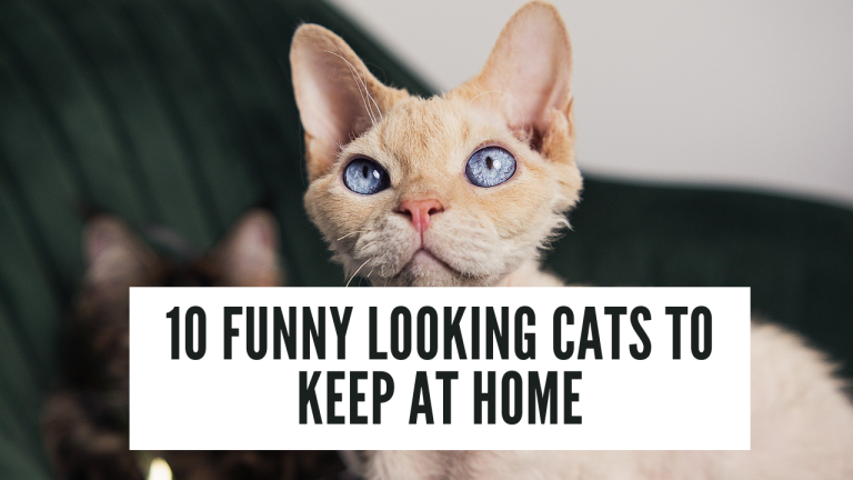 10 Funny Looking Cats to Keep at Home (Devon Rex is Hilarious)