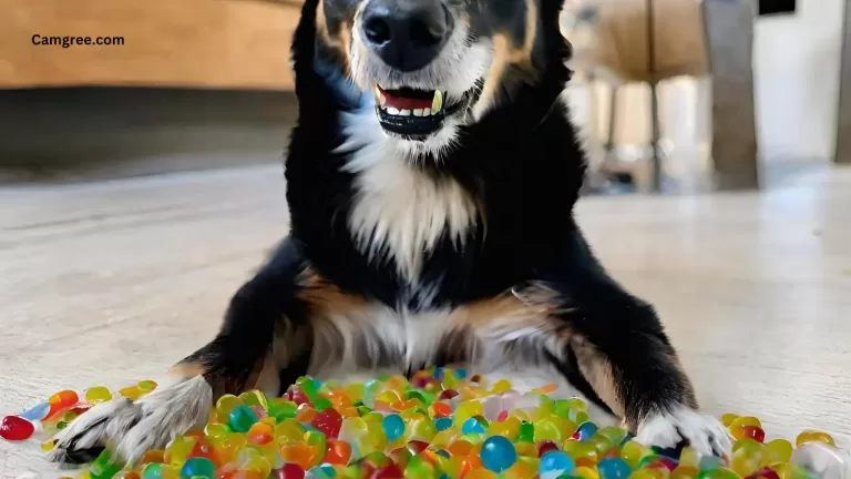 Are Orbeez Toxic to Dogs?