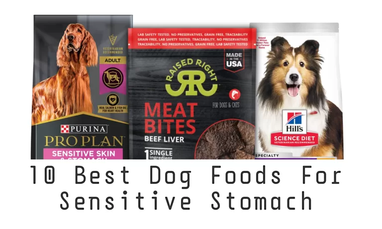 10 Best Dog Food for Sensitive Stomach